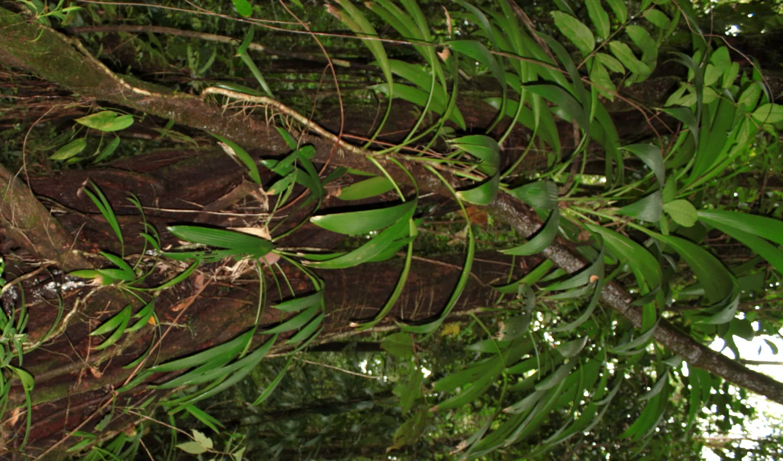 Asplundia (Asplundia rigida)