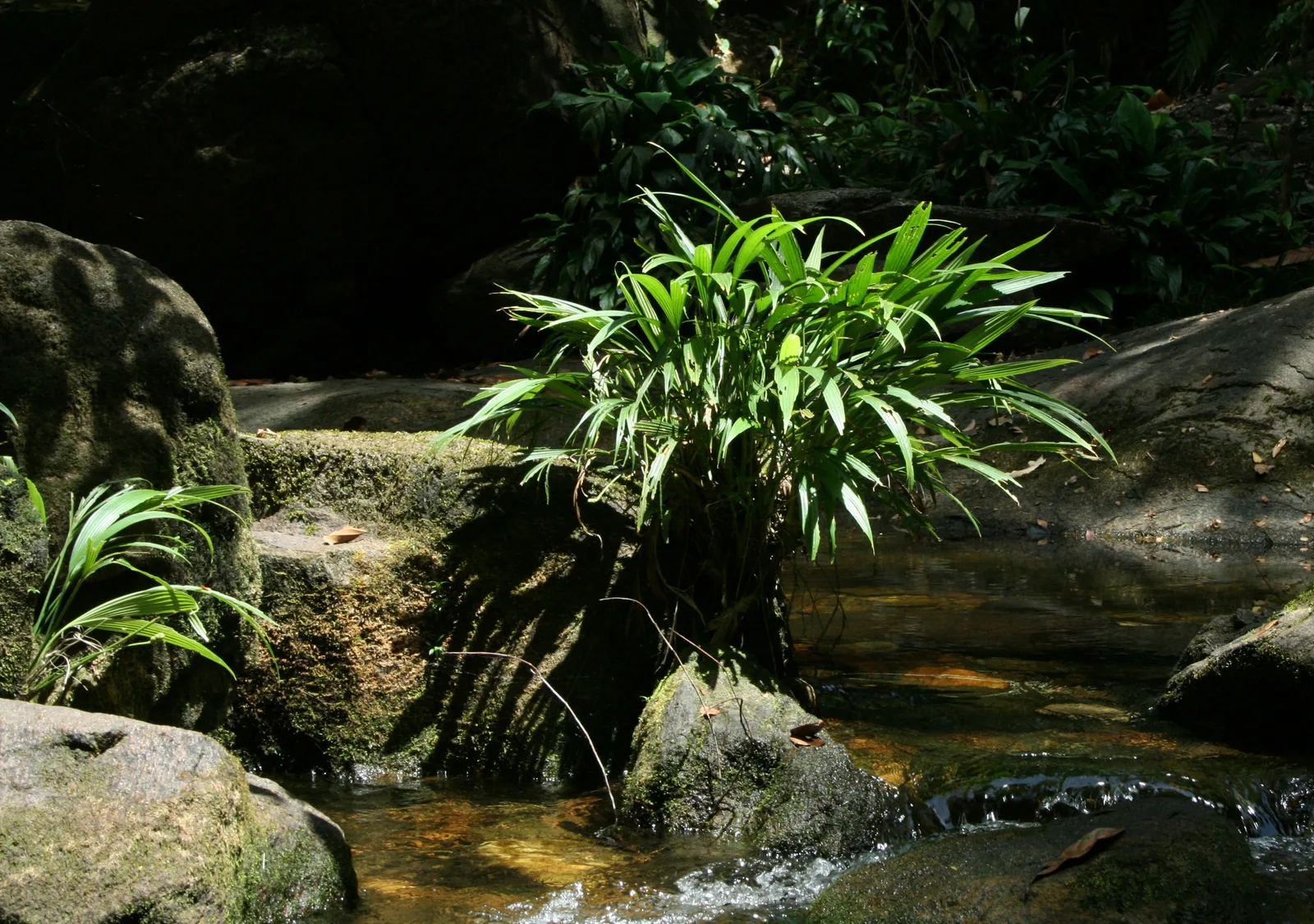 Dicranopygium (Dicranopygium yacu-sisa)