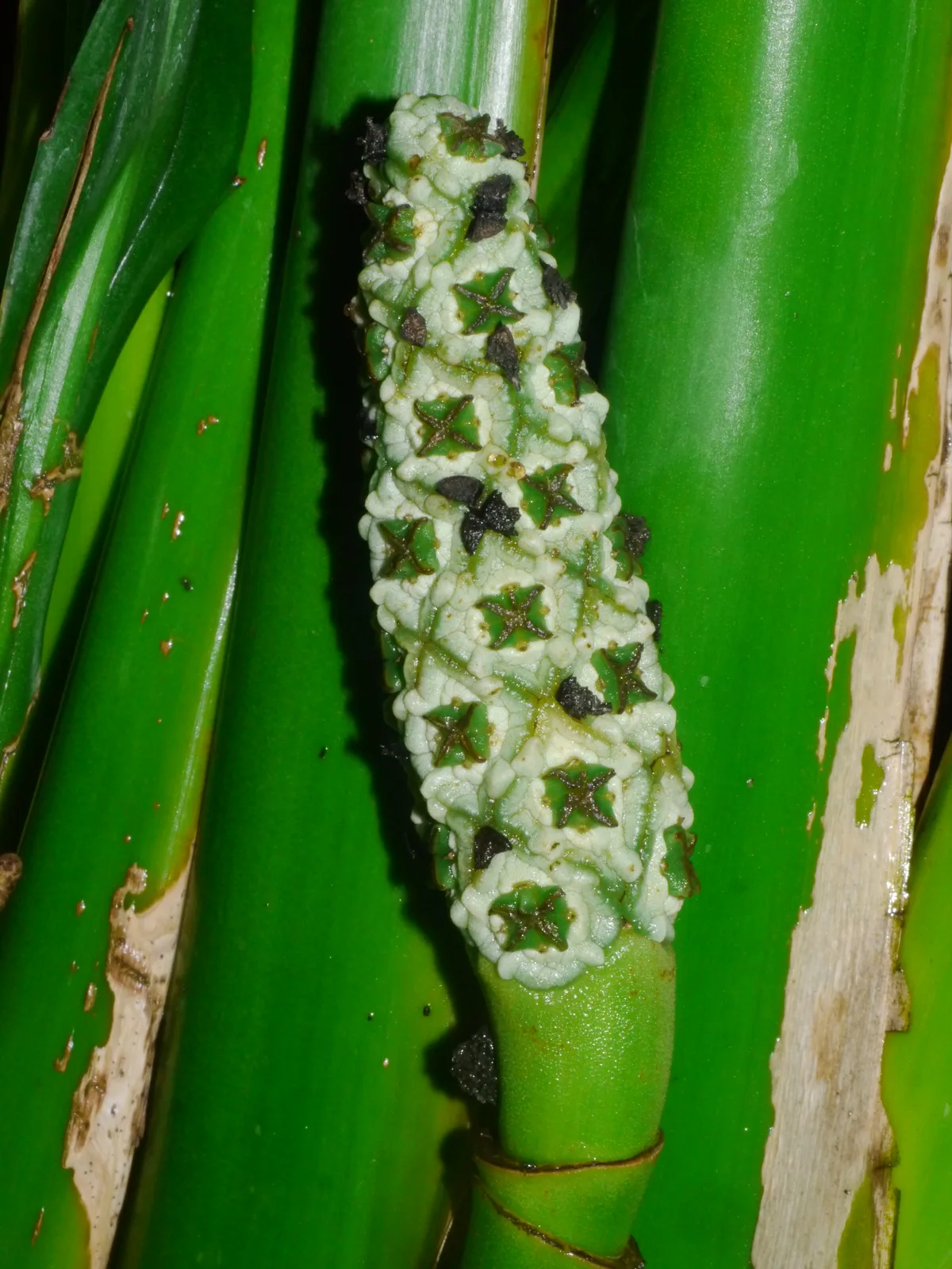 Ludovia (Ludovia lancifolia)