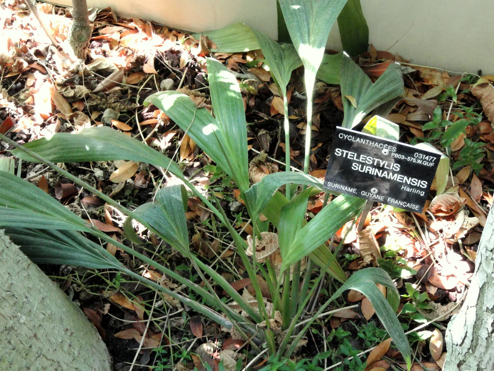 Stelestylis (Stelestylis surinamensis)