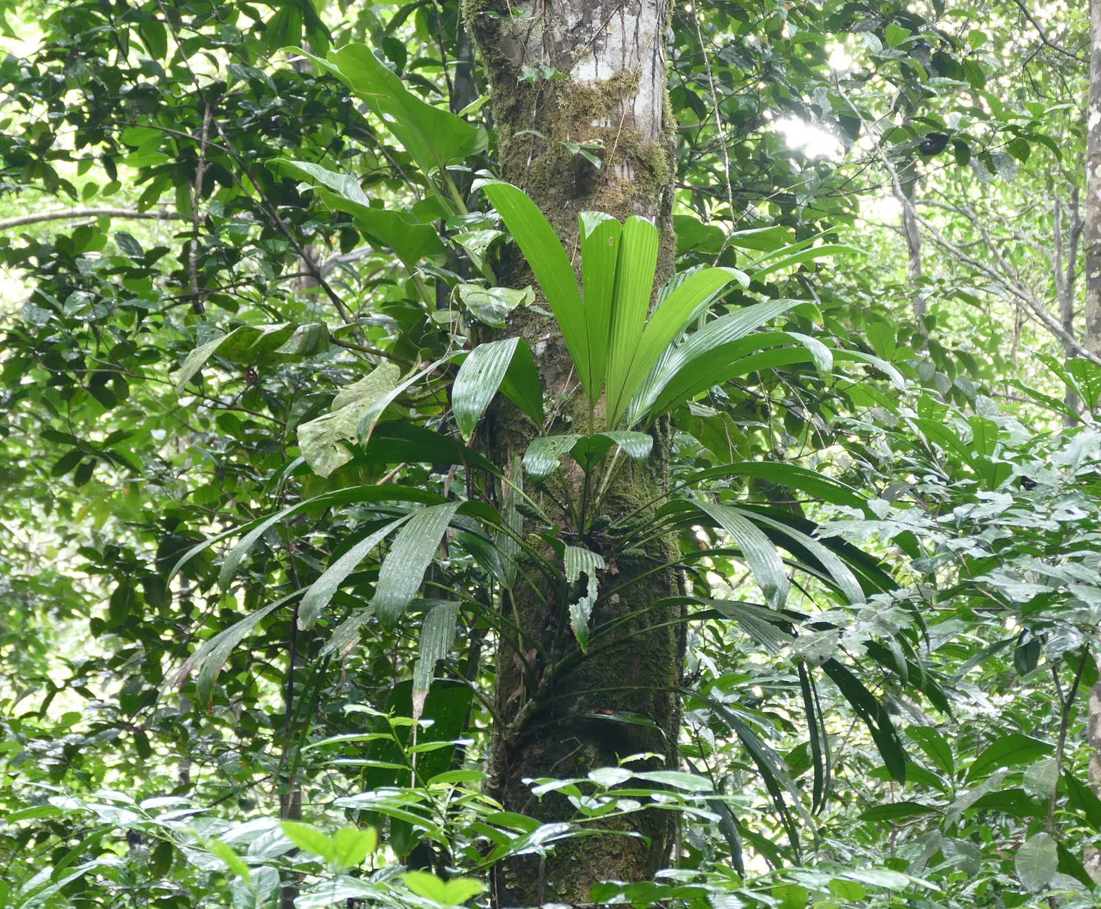 Evodianthus (Evodianthus funifer)
