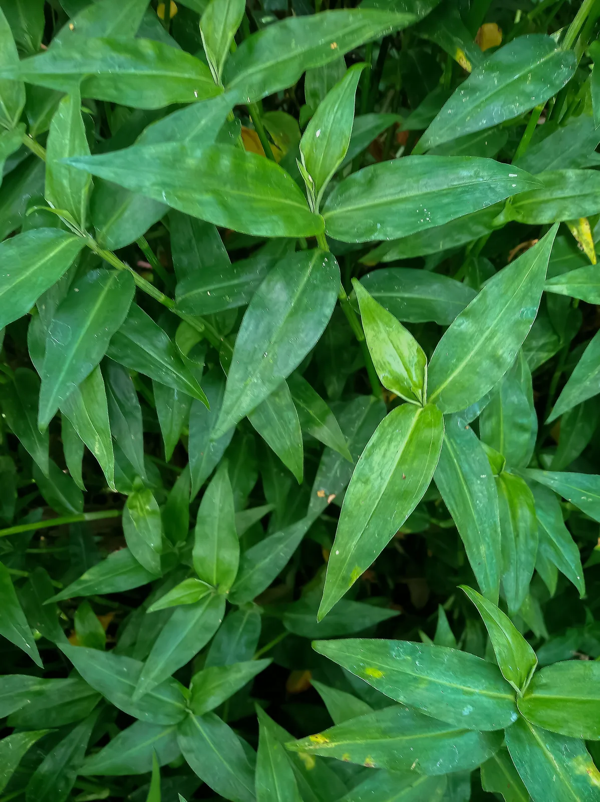 Climbing Dayflower (Commelina diffusa)