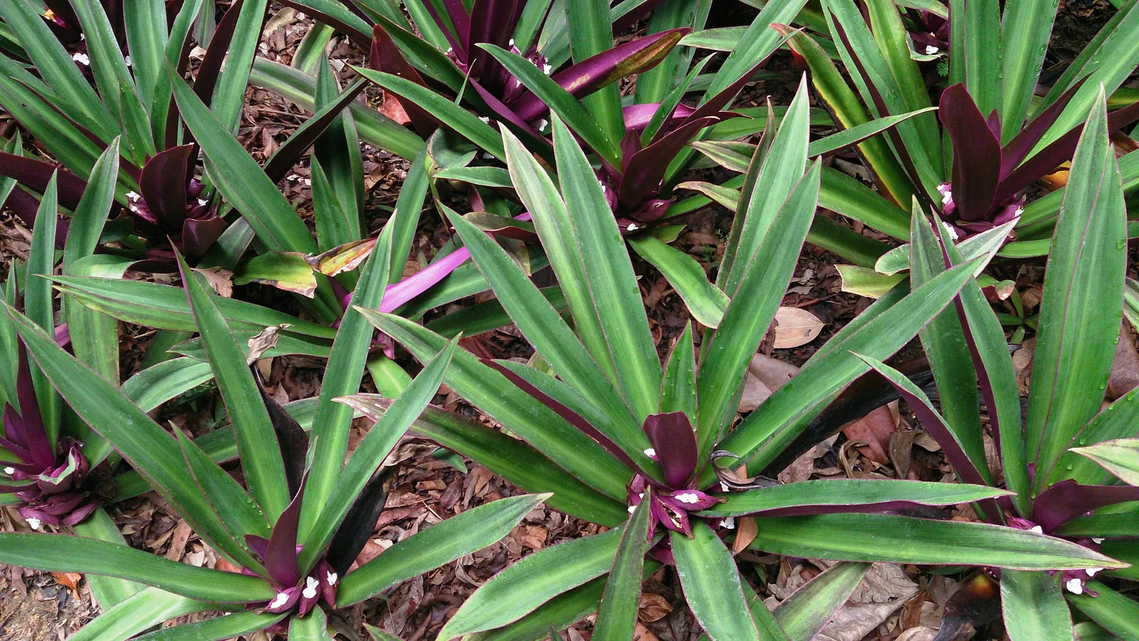 Boat Lily (Tradescantia spathacea)