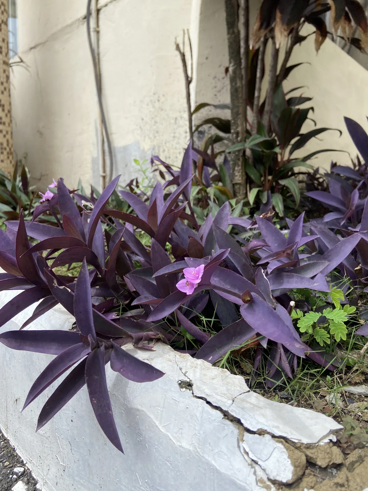 Purple Heart