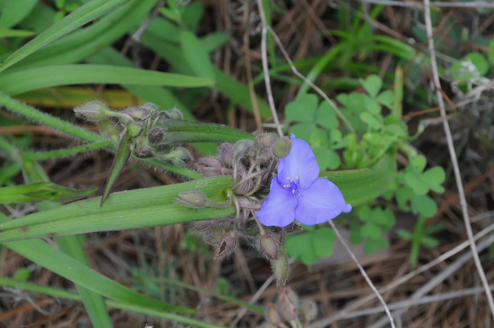 Hairy Spiderwort (Tradescantia hirsutiflora)