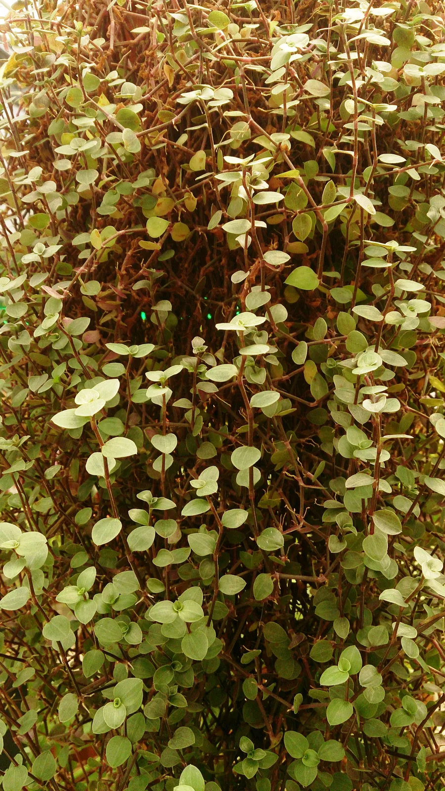 Turtle Vine (Callisia repens)