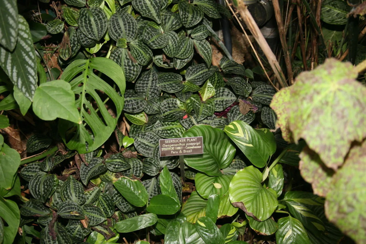 Seersucker Plant