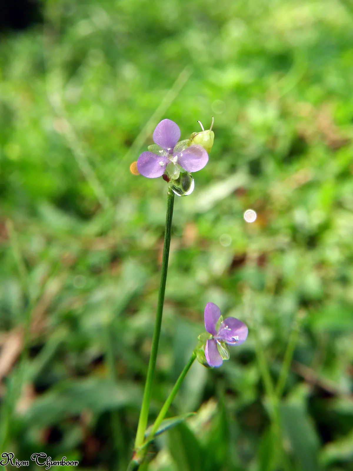 Doveweed