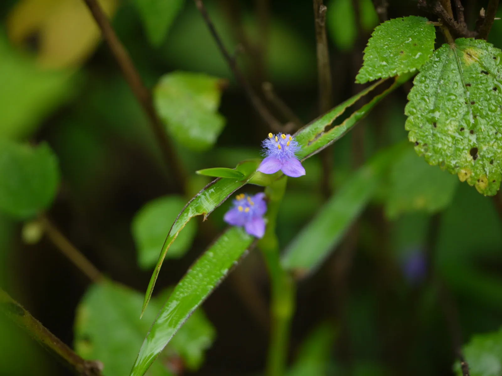 Cyanotis Axillaris (Cyanotis axillaris)