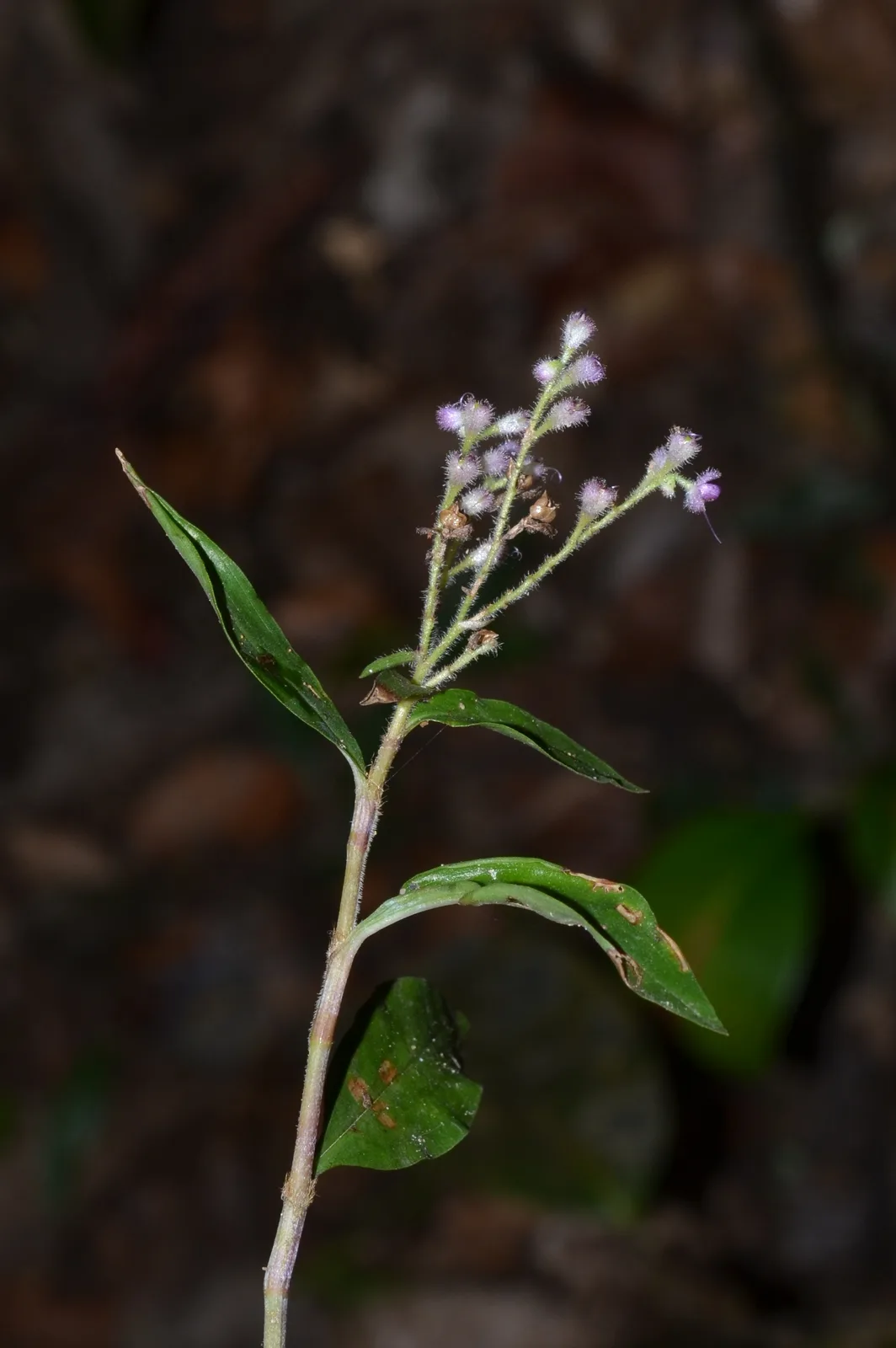 Floscopa (Floscopa scandens)