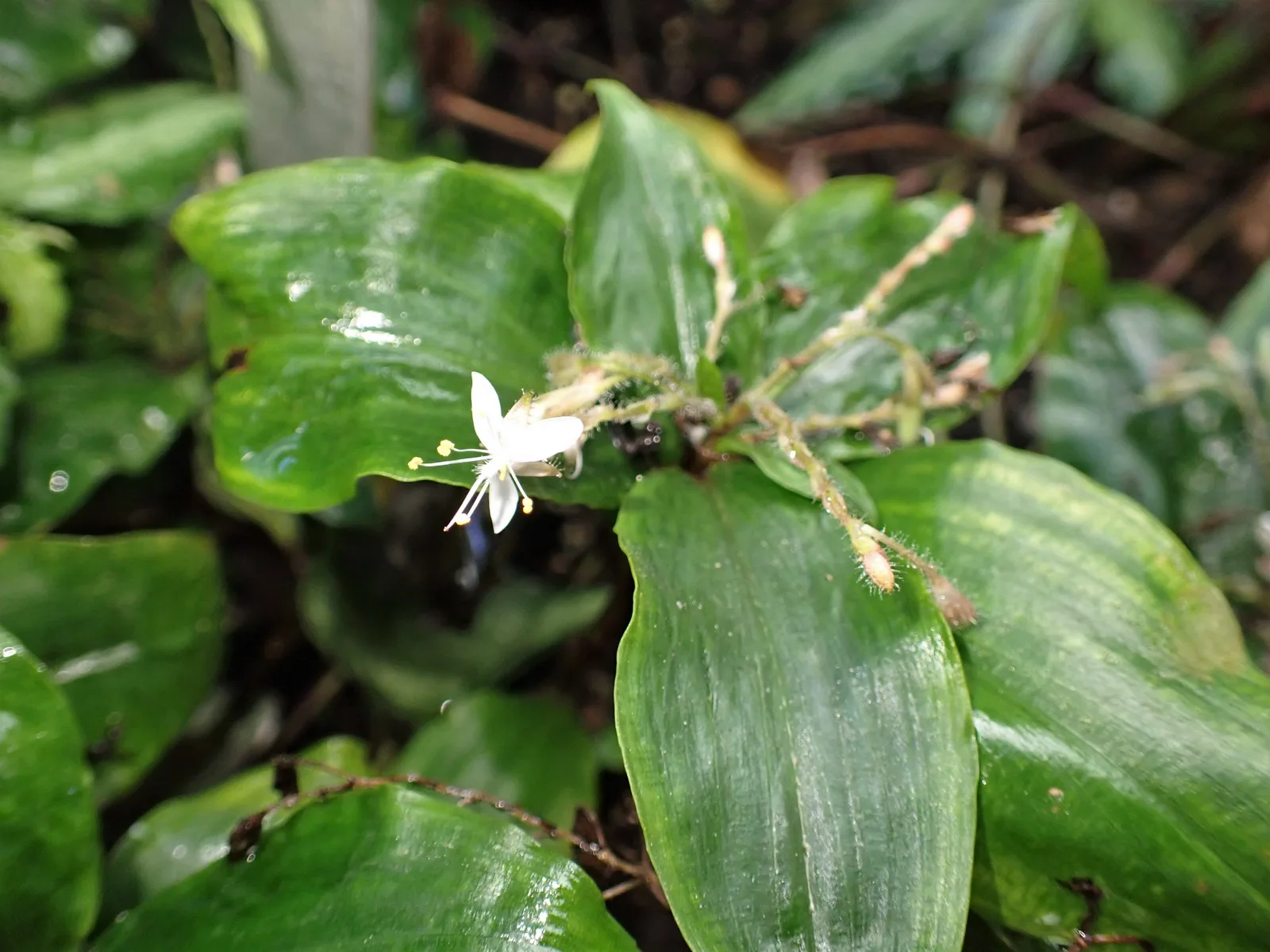Stanfieldiella (Stanfieldiella imperforata)