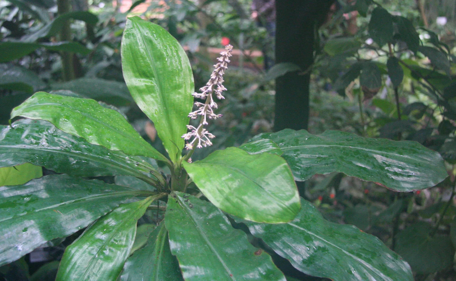 Palisota (Palisota hirsuta)