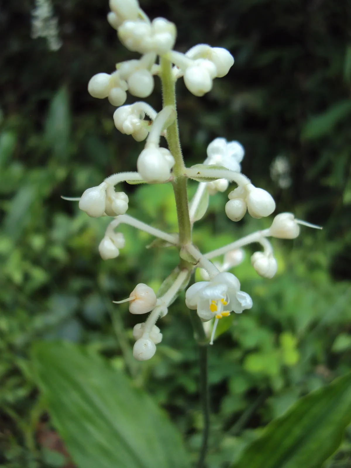 Dictyospermum (Dictyospermum montanum)