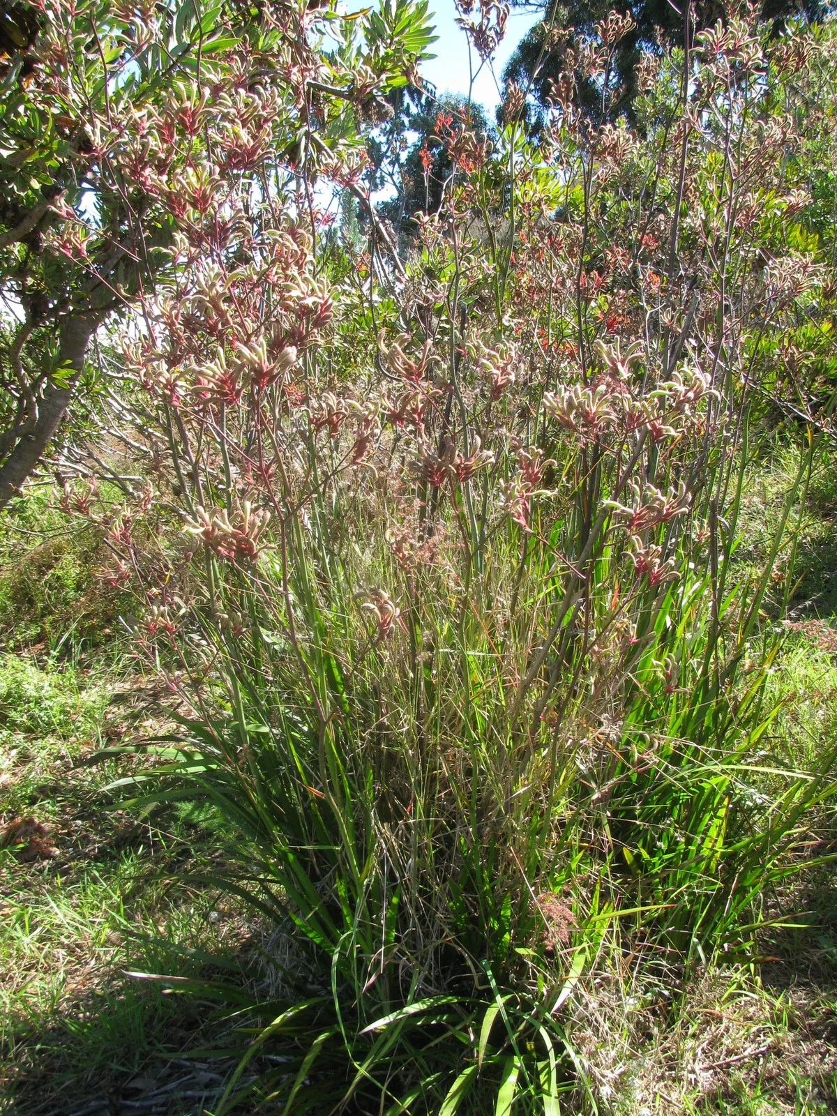 Kangaroo Paw (Anigozanthos flavidus)