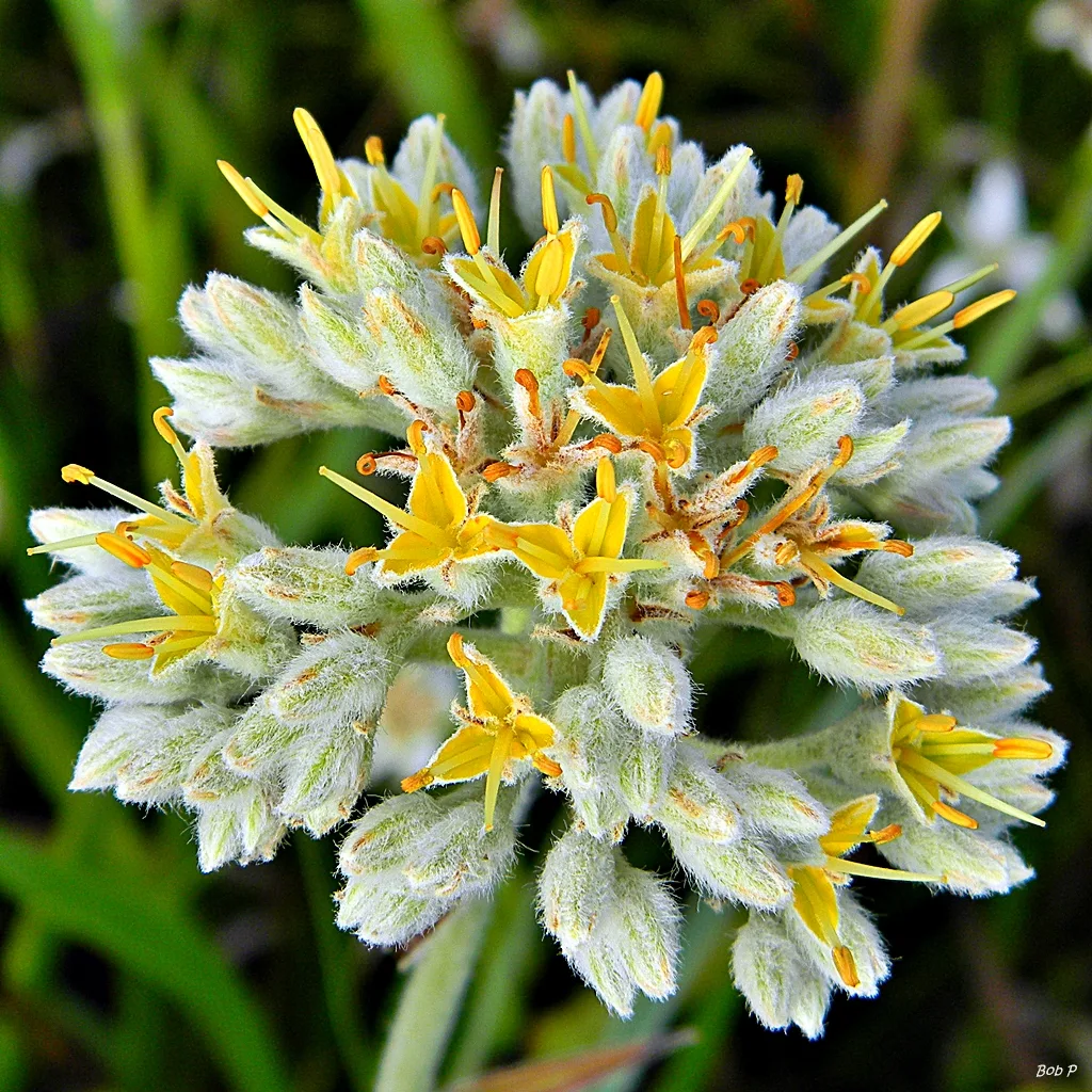 Lachnanthes (Lachnanthes caroliana)