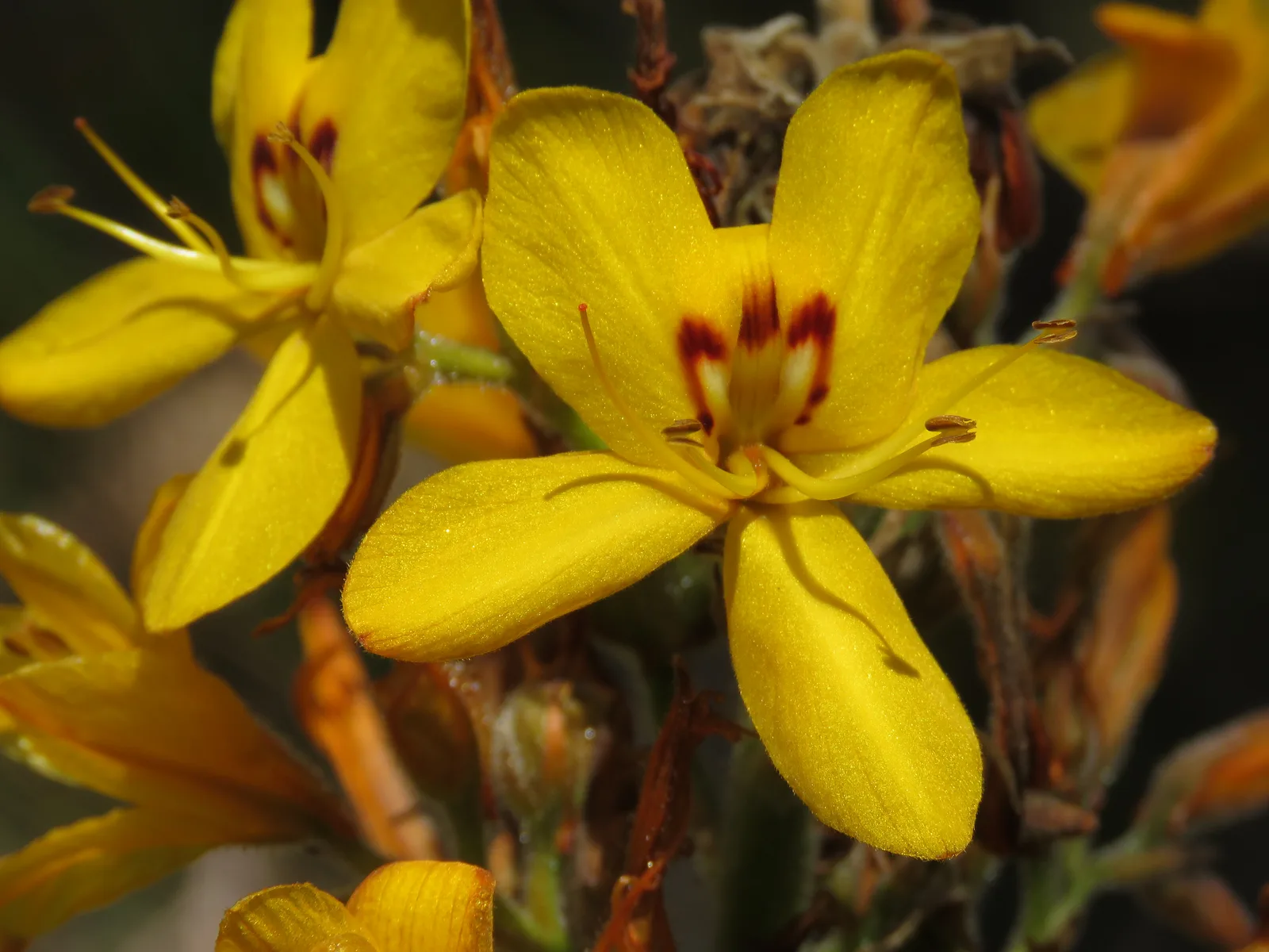 Wachendorfia (Wachendorfia thyrsiflora)