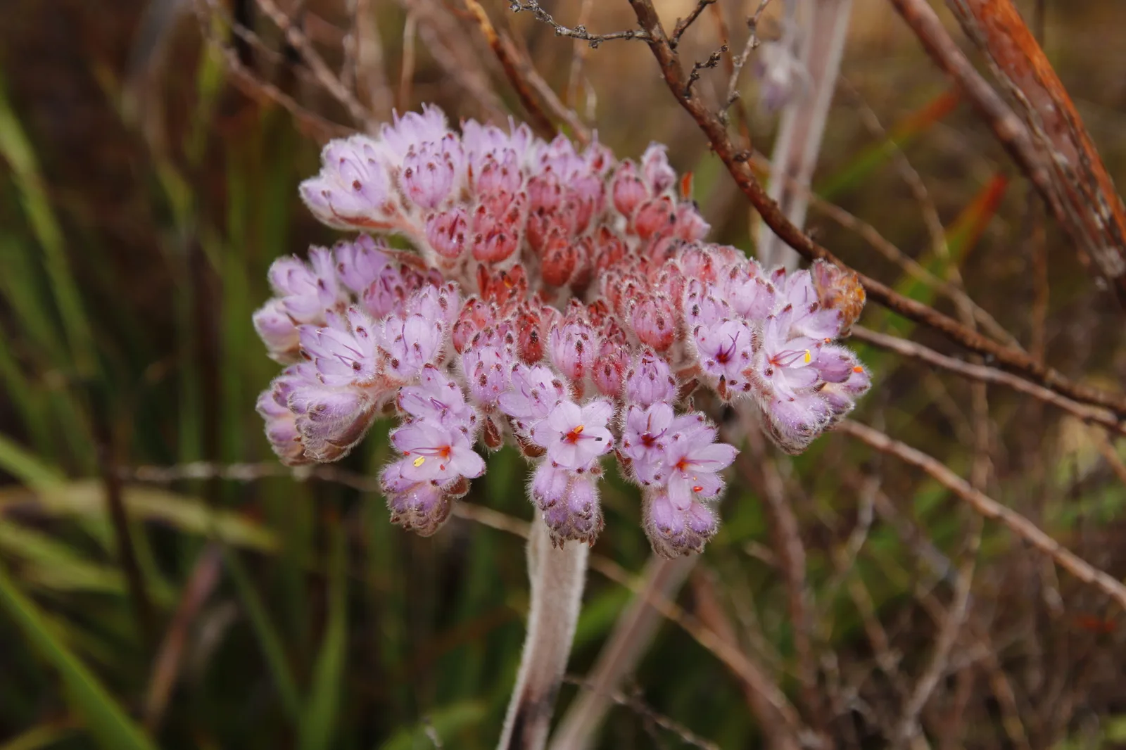 Dilatris