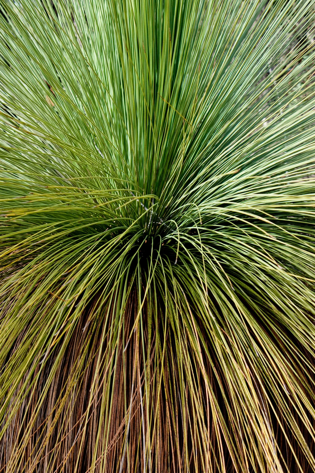 Grass Tree (Xanthorrhoea australis)