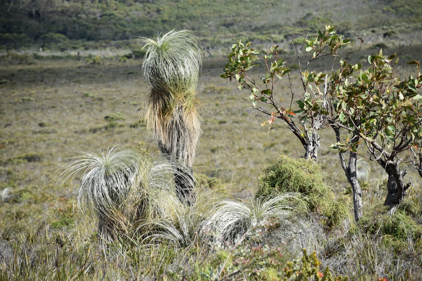 Kingia (Kingia australis)