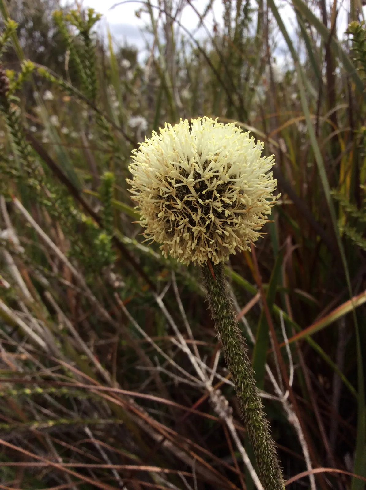 Dasypogon (Dasypogon bromeliifolius)