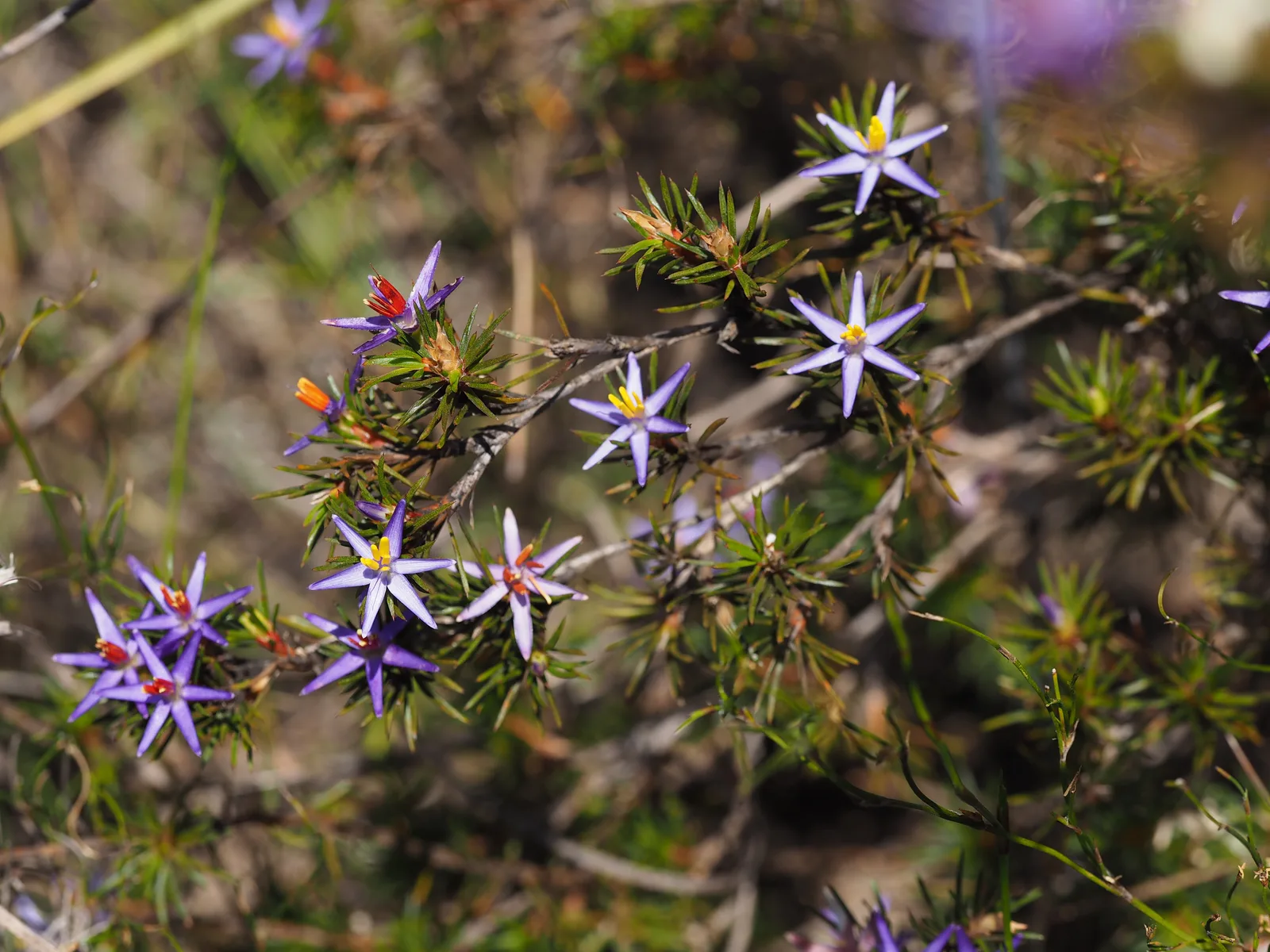 Calectasia (Calectasia cyanea)