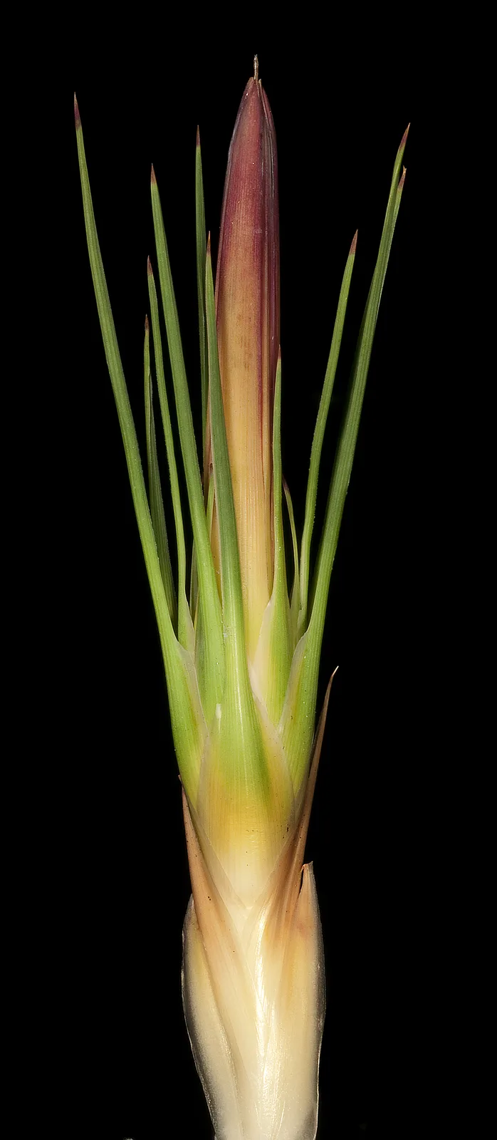 Baxteria (Baxteria australis)