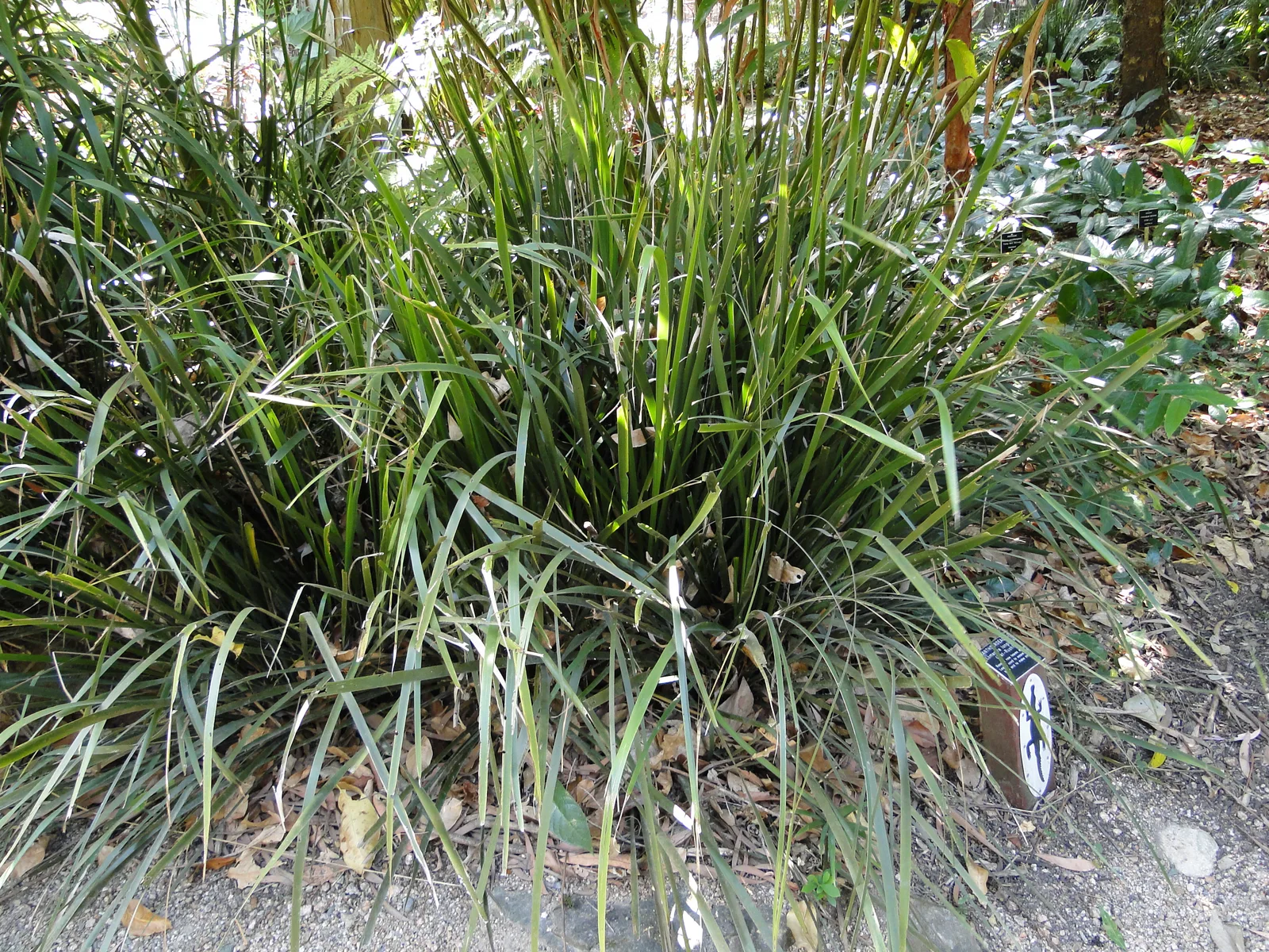 Lomandra Longifolia (Lomandra longifolia)