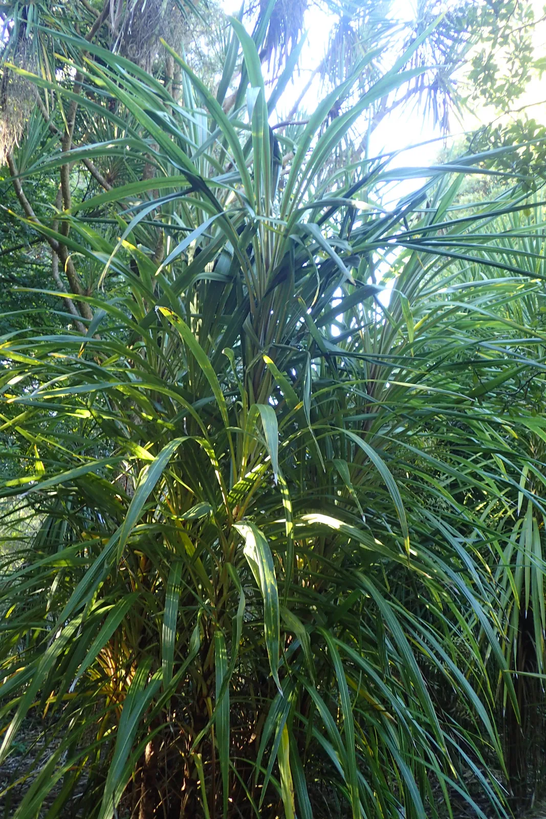 Cordyline Banksii (Cordyline banksii)