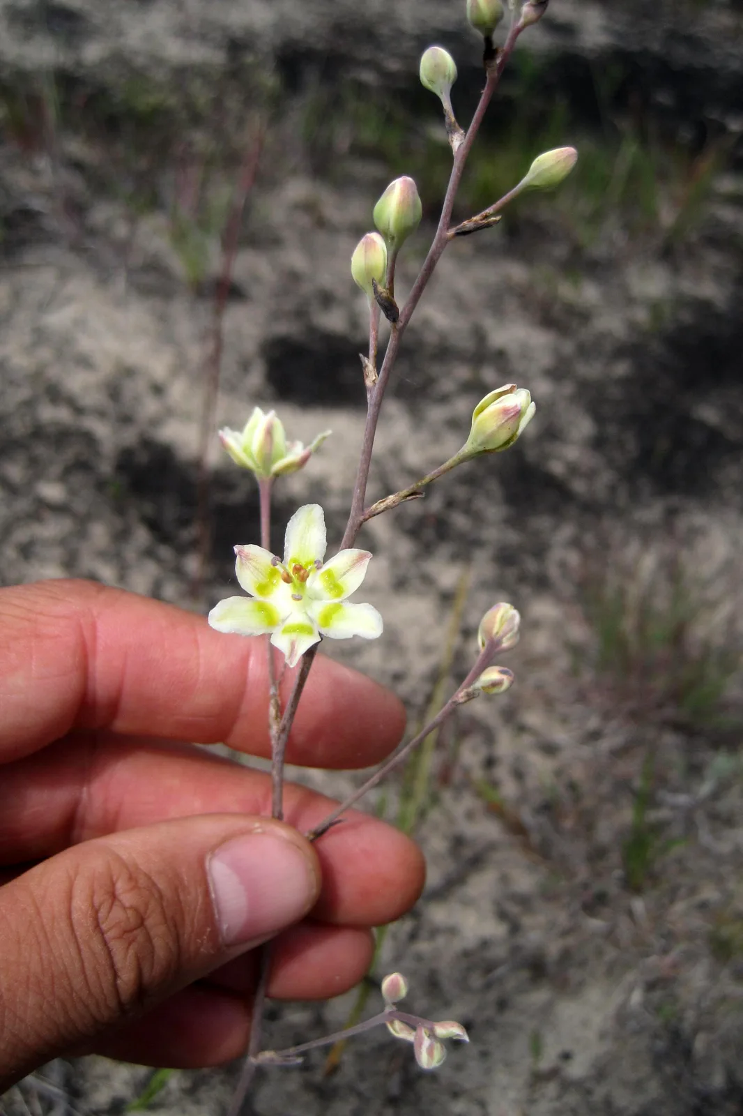 White Camas (Anticlea elegans)