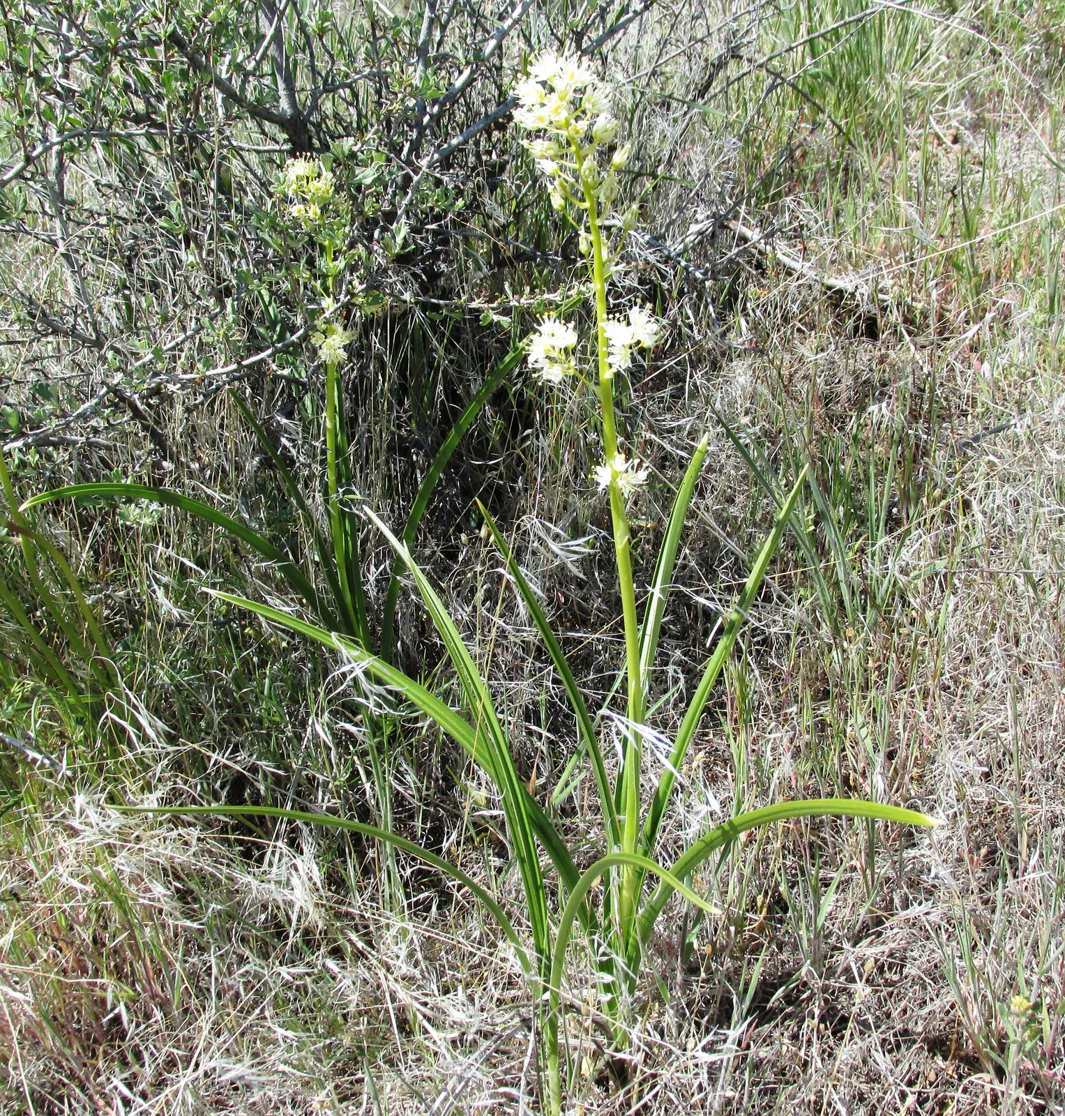 Foothill Death Camas (Toxicoscordion paniculatum)