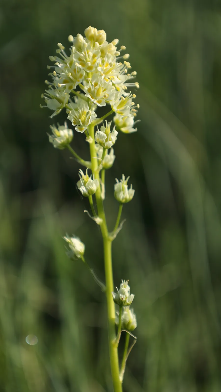 Meadow Death Camas (Toxicoscordion venenosum)