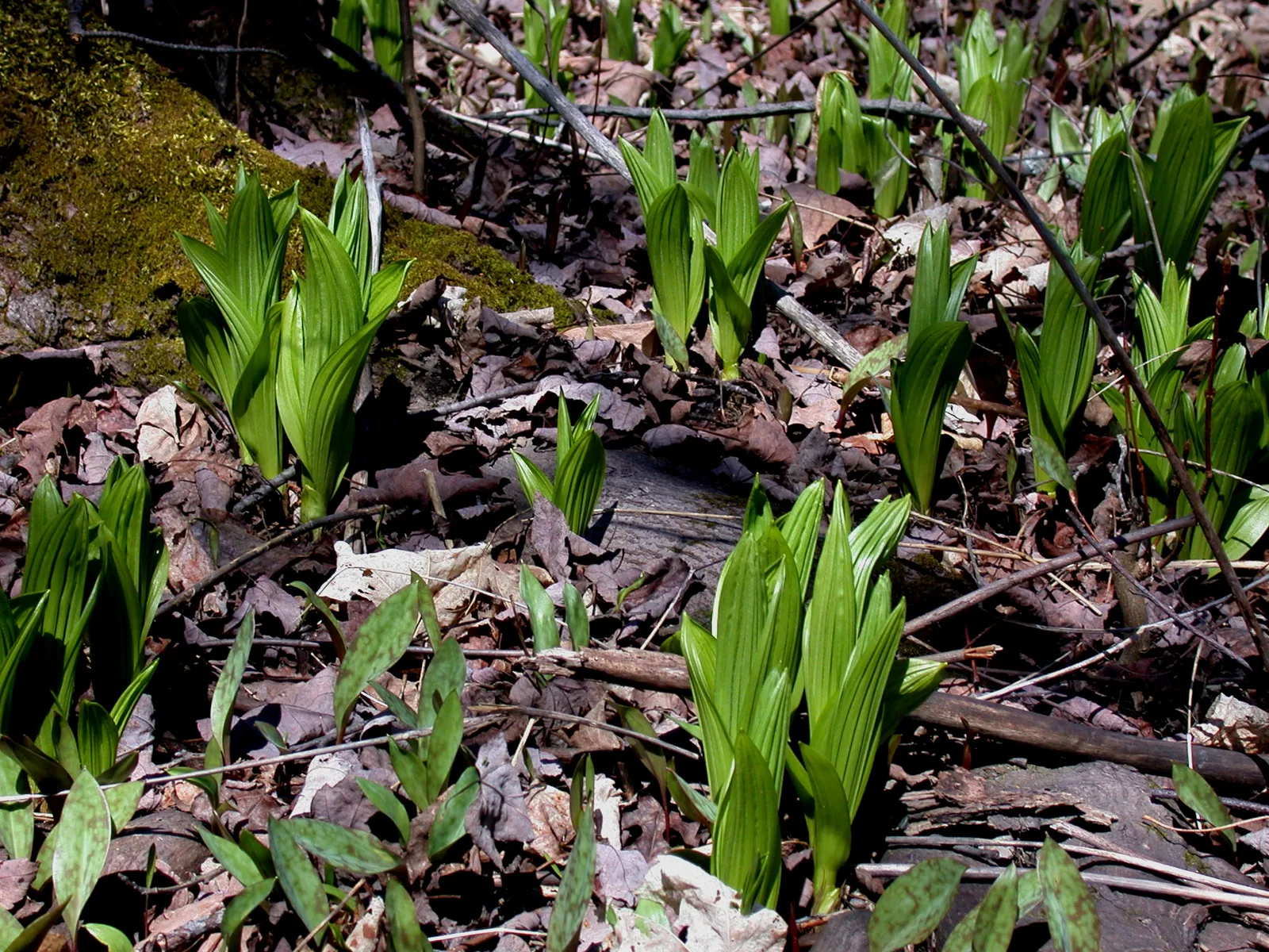 Green False Hellebore (Veratrum viride)