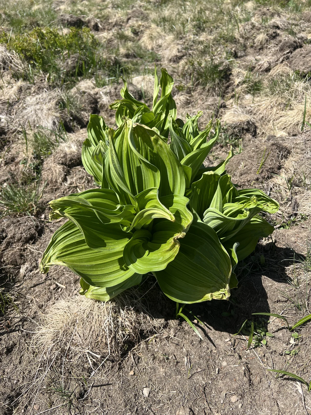 California Corn Lily (Veratrum californicum)