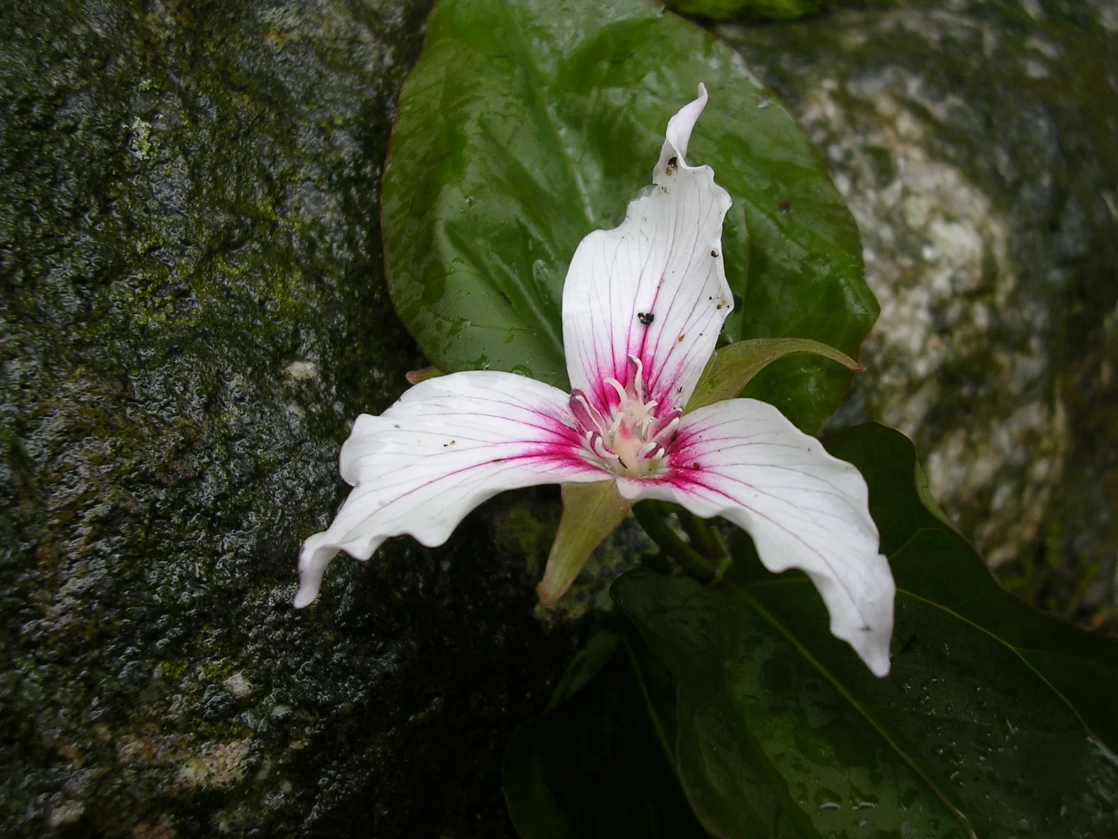 Painted Trillium (Trillium undulatum)