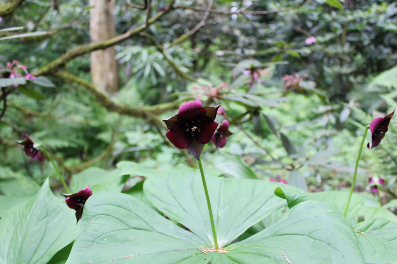 Yellow Trillium (Trillium luteum)