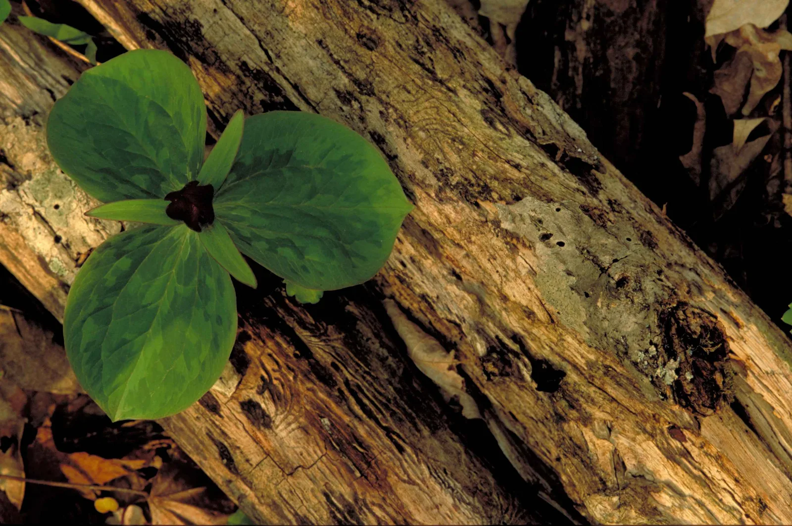 Sessile Trillium (Trillium sessile)