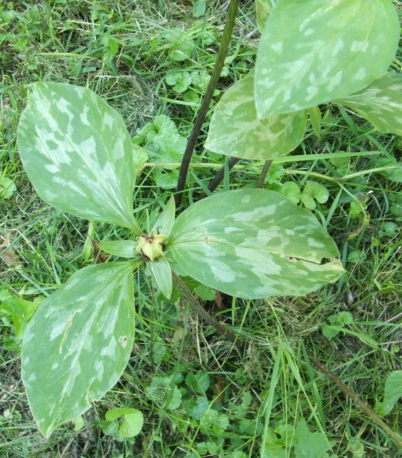 Prairie Trillium (Trillium recurvatum)