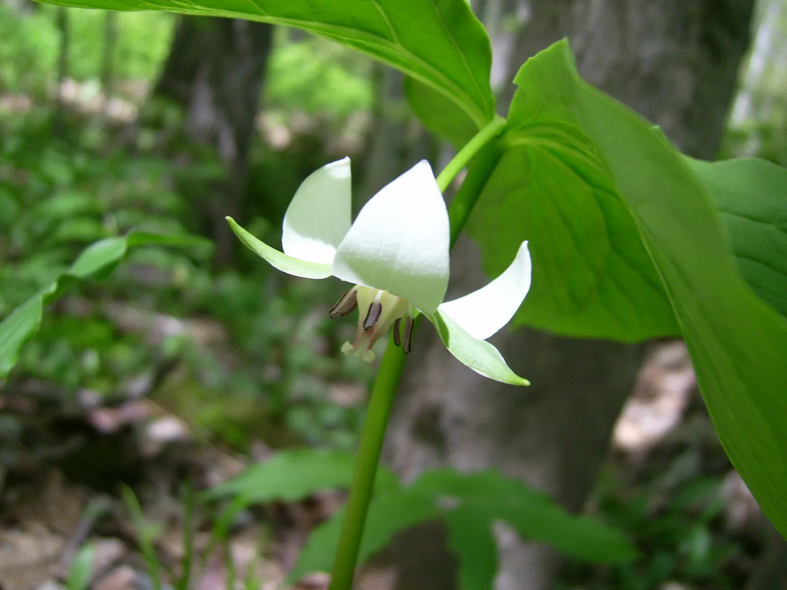 Nodding Trillium (Trillium cernuum)