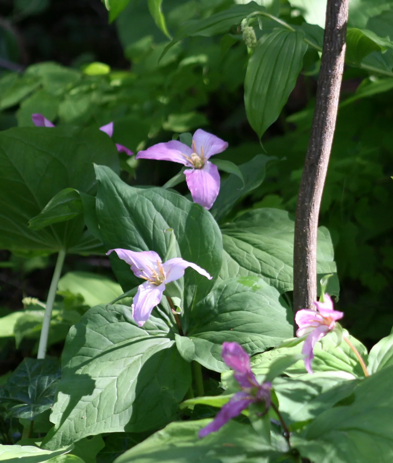Pacific Trillium