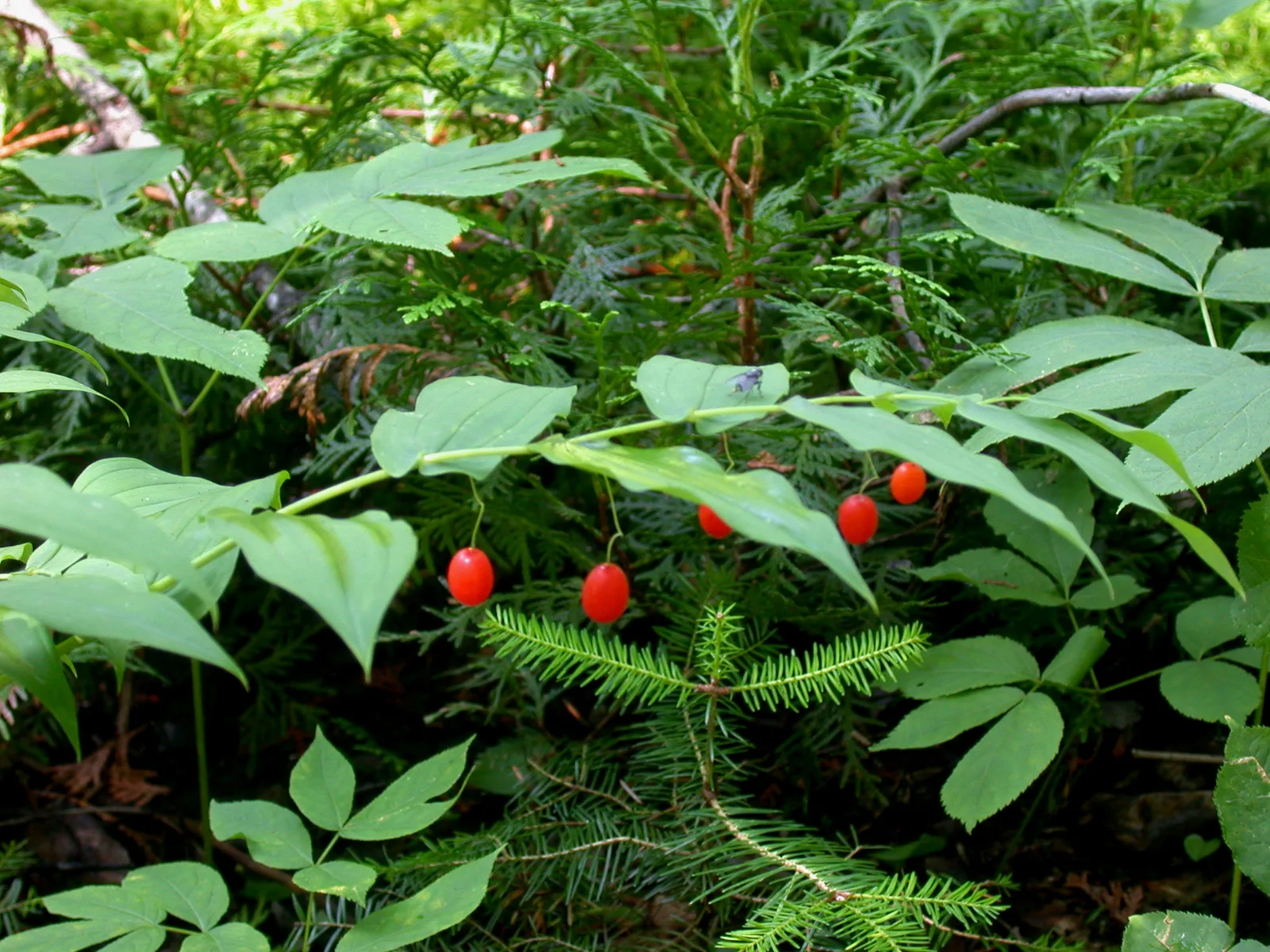 Twisted Stalk (Streptopus amplexifolius)