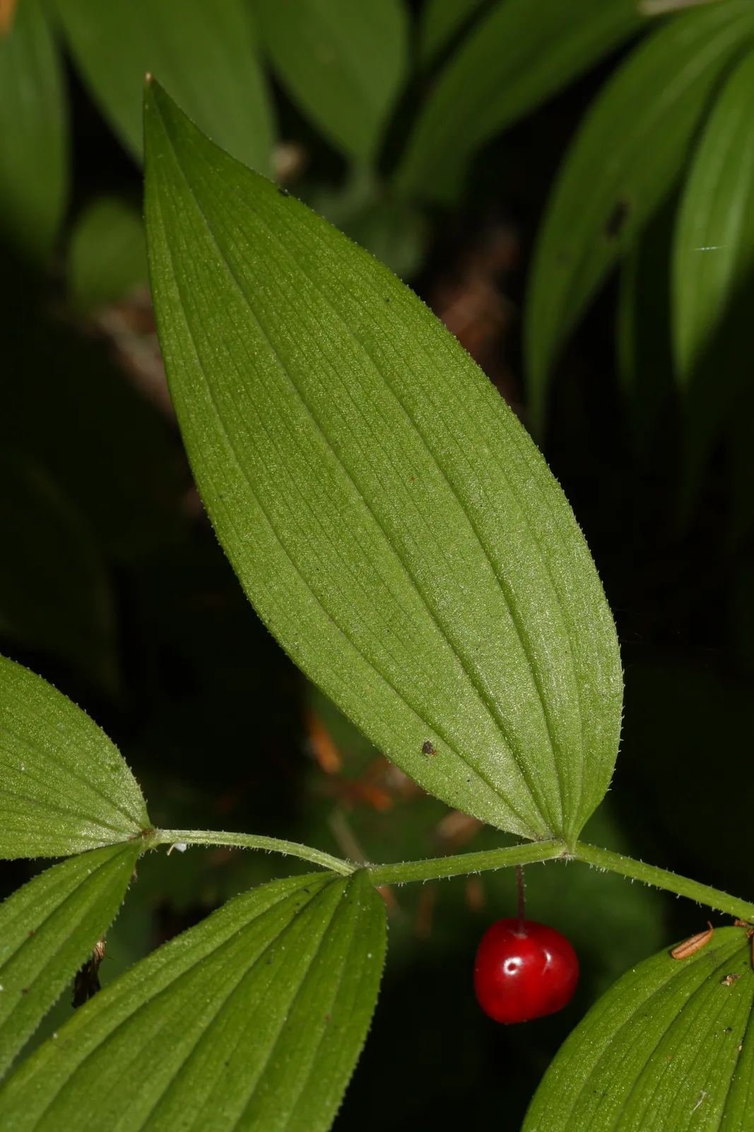 Rosy Twisted Stalk (Streptopus lanceolatus)