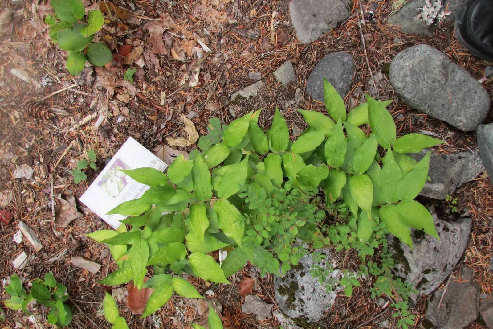 Fairy Bells (Prosartes hookeri)