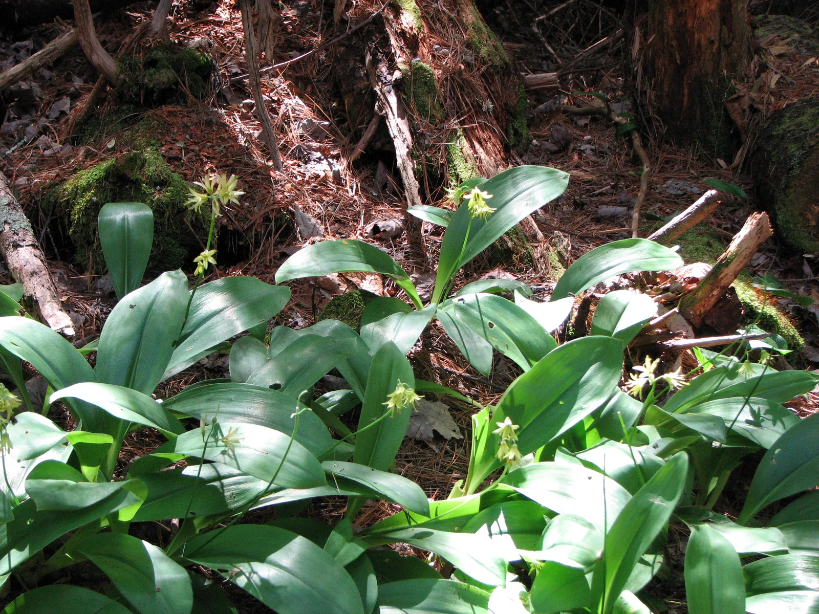 Clintonia (Clintonia borealis)
