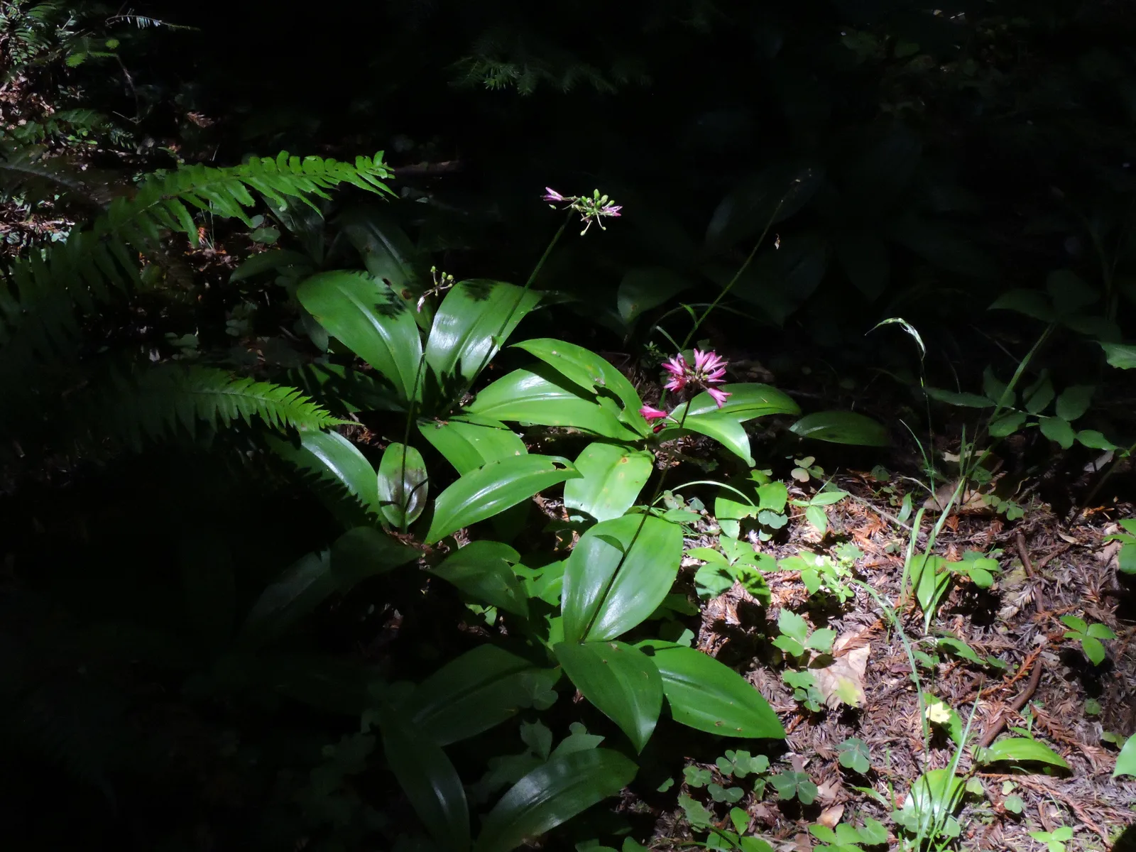 Red Clintonia (Clintonia andrewsiana)