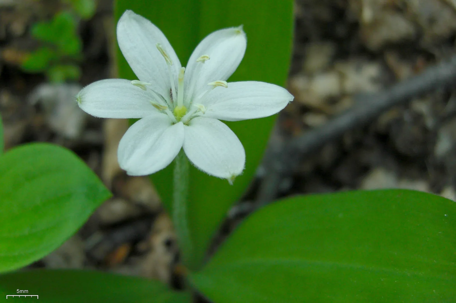 Queens Cup (Clintonia uniflora)