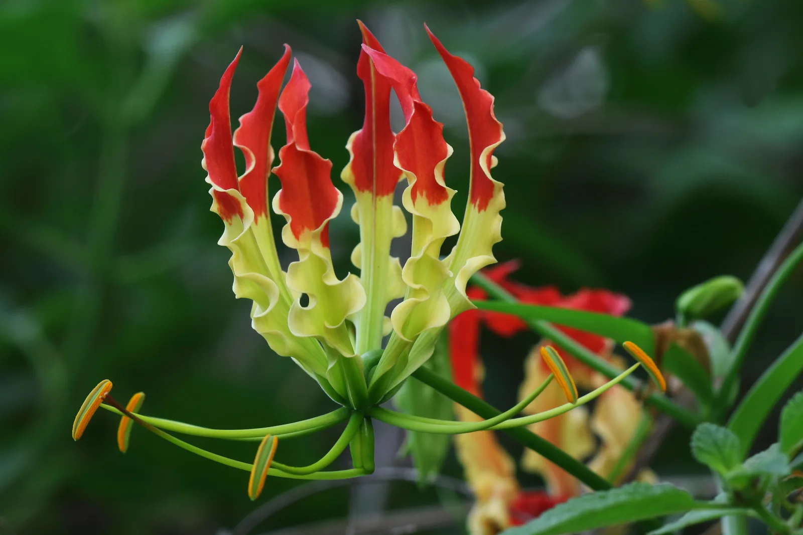 Glory Lily (Gloriosa superba)