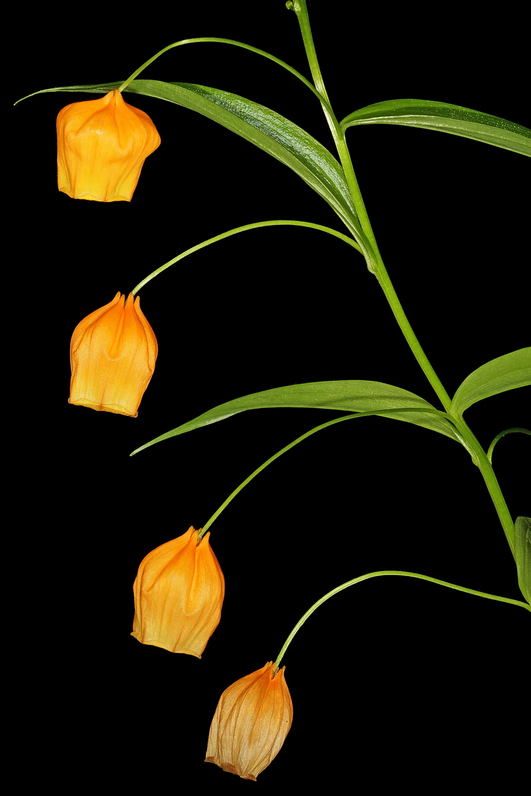 Sandersonia (Sandersonia aurantiaca)