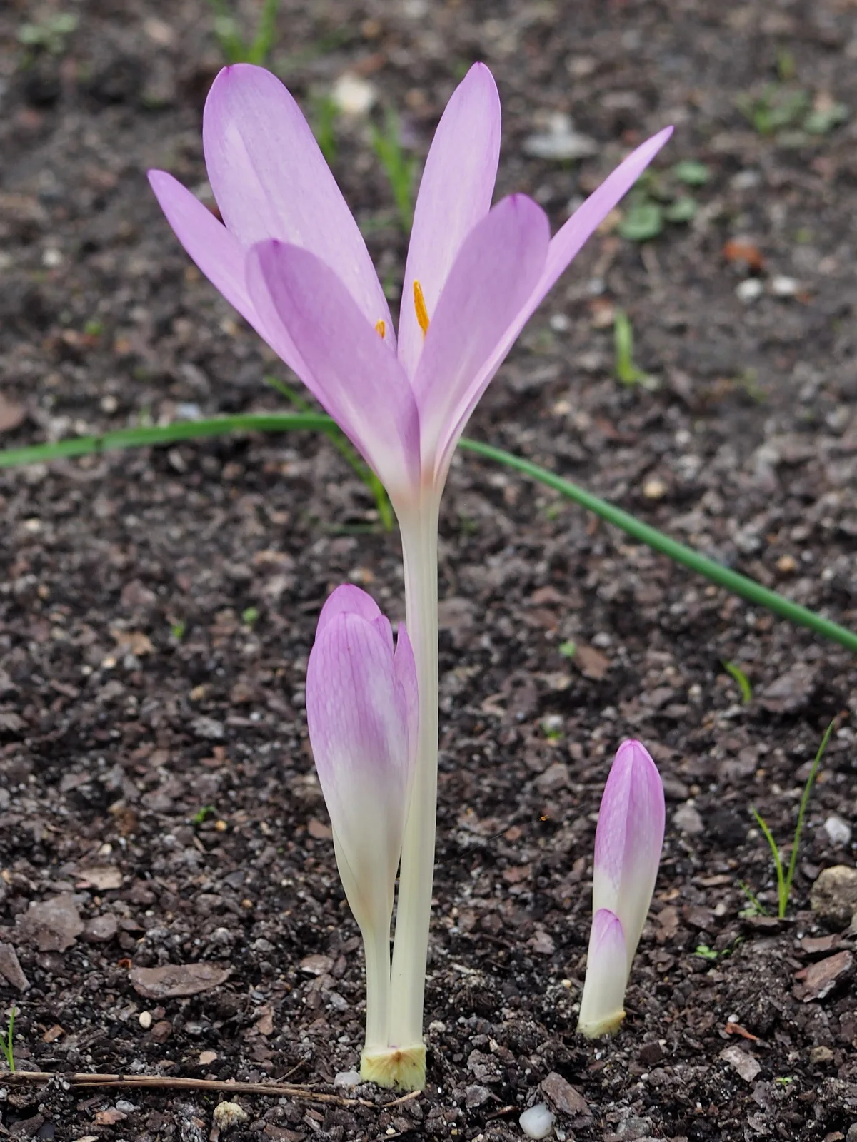 Autumn Crocus (Colchicum autumnale)