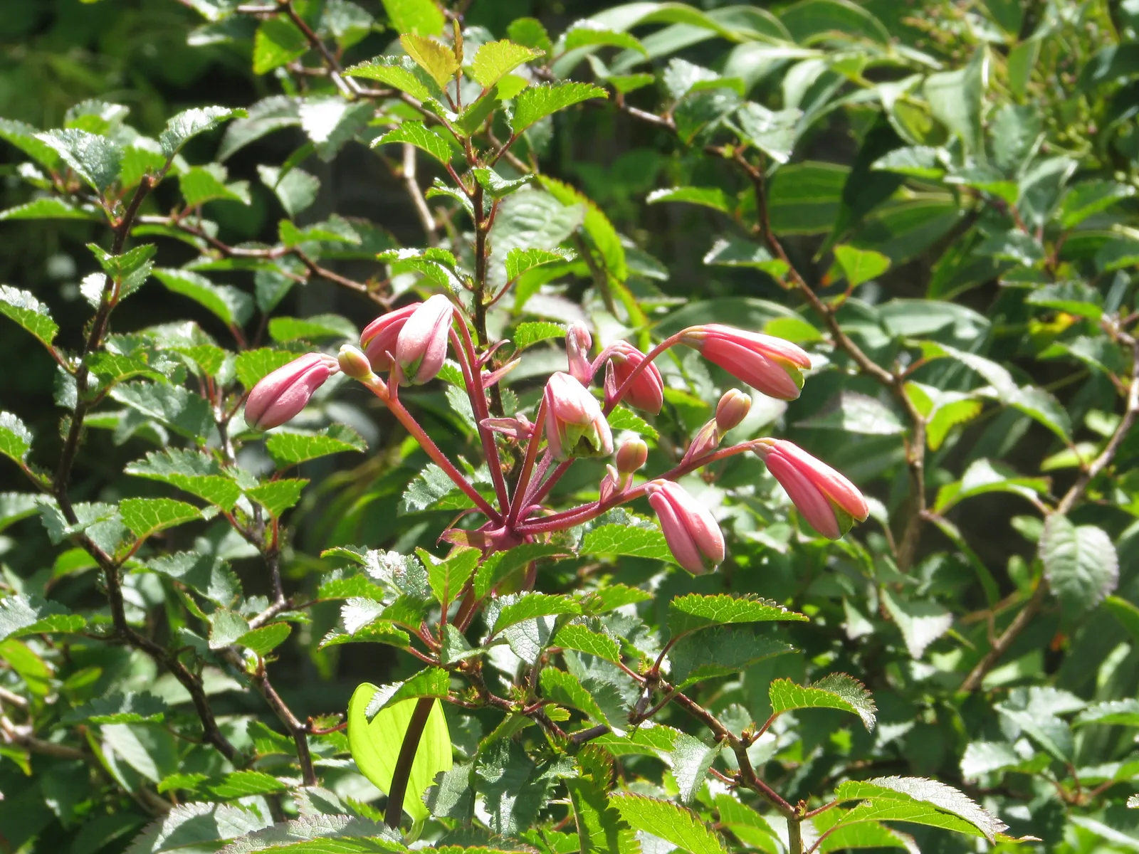 Bomarea Edulis (Bomarea edulis)