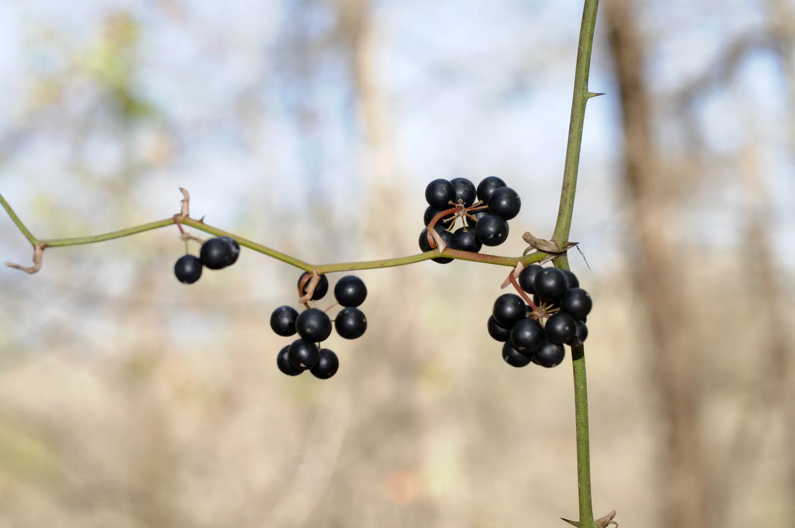 Saw Greenbrier (Smilax bona-nox)